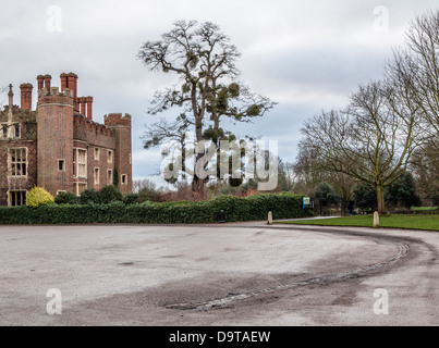 Parasitäre Pflanze Mistletoe, Viscum Album, auf einem Baum im Hampton Court Palace, Großbritannien Stockfoto