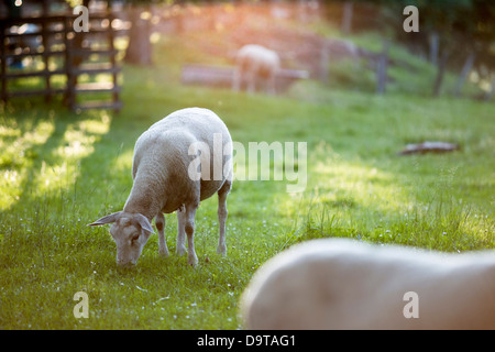 Texel Schafe auf einer Wiese Stockfoto