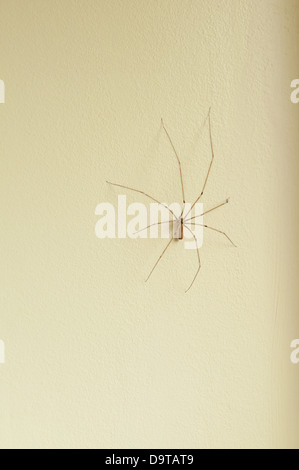 Lange Körper vierbeinigen Keller Spinne Daddy Longlegs innen Haus festhalten auf bemalte Wand Creme Raumecke Stockfoto