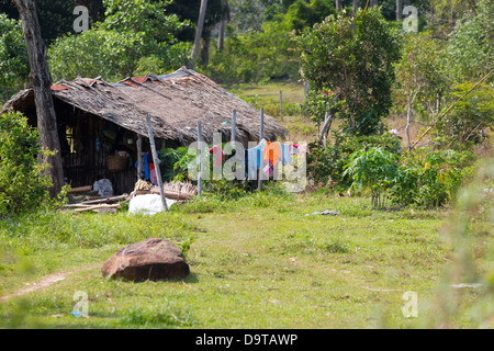 Kuh in der Provinz Kampot in Kambodscha Stockfoto