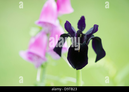 Iris Chrysographes "schwarze Form". Schwarze Iris in einem Garten. Goldvein Iris Stockfoto