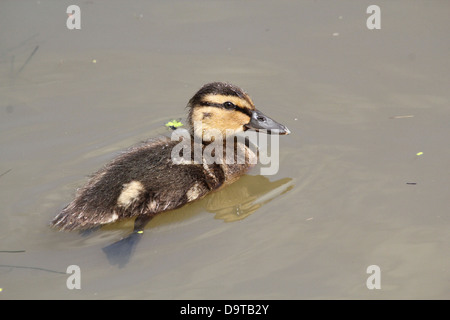 Detaillierte Nahaufnahme von einer juvenilen Stockente Entlein schwimmen und Nahrungssuche Stockfoto
