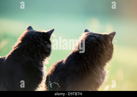 Zwei schwarze Katzen Stockfoto