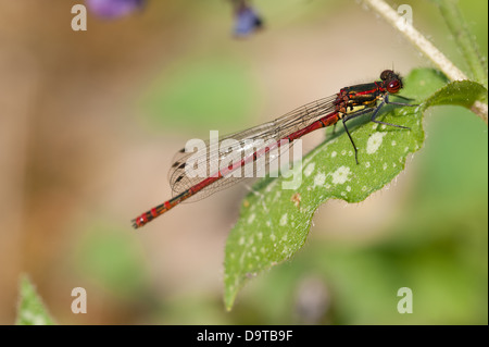 Eine neu entstandene große männliche tiefrote Damselfly Pyrrhosoma Nymphula auf Lungenkraut Blatt an sonnigen Tag Stockfoto