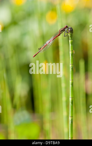 Eine frisch geschlüpfte großen männlichen tiefrote Damselfly Pyrrhosoma Nymphula an Spitze der Wasser Schachtelhalm an sonnigen Tag Stockfoto