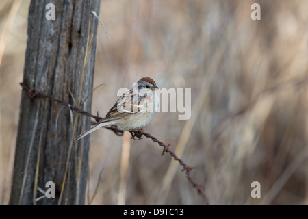 Amerikanischer Baum-Spatz Stockfoto