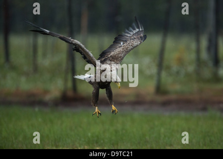 Ein Seeadler auf dem Boden landen. Stockfoto