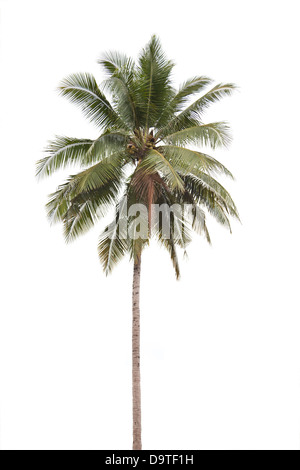 Kokospalme auf weißem Hintergrund. Stockfoto