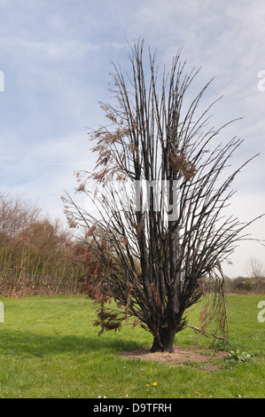 isolierte Reste der einzigen abgefackelten belästigten verwöhnte Nadelbaum Baum mit schwarz verbranntem verkohlten Stamm gesetzt Brand tot und zerstört Stockfoto