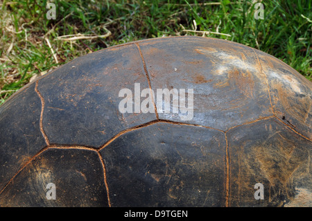 Aldabra Riese Tortoise Shell Hintergrund. Reptil Tier Makro. Stockfoto