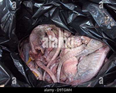 CBP Offiziere ergreifen Iguana Fleisch am Grenzübergang. Stockfoto