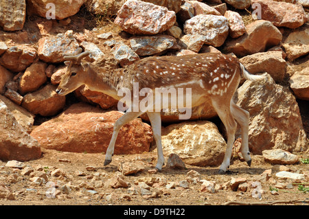 Damhirsch mit Geweih wächst. Junge Männchen mit gefleckten Fell in Rhodos, Griechenland heimisch. Stockfoto
