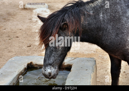 Skyrische Mountain Pony Trinkwasser aus einem Trog. Vom Aussterben bedrohte Wildpferd. Stockfoto