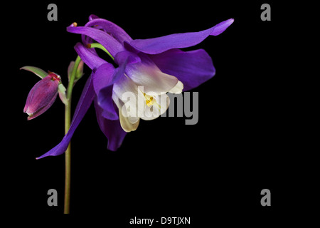 Aquilegia Akelei mehrjährig Alpenblume mit Platz für text Stockfoto