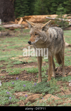 Wilden Kojoten (Canis Latrans Lestes) steht auf einer Wiese mit Lupinen, Yosemite-Nationalpark Stockfoto