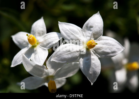 Close-up Blüten von Solanum Stockfoto