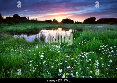 Sonnenuntergang über Wiese mit vielen Blumen-Gänseblümchen und See Stockfoto