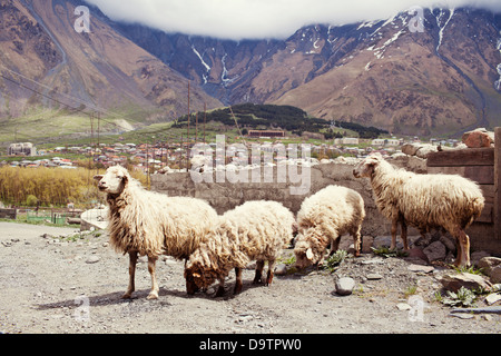 Schafe im Dorf in den Bergen des Kaukasus Stockfoto