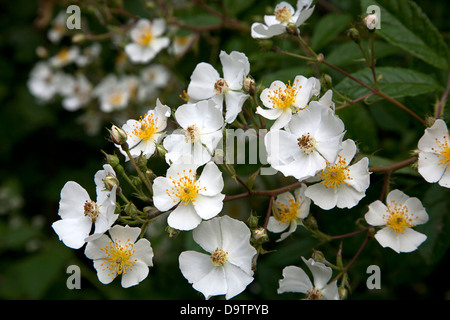 Blühende Multiflora Rose (Rosa Multiflora) Stockfoto