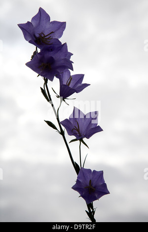 Pfirsich-blättrige Glockenblume (Campanula Persicifolia); Himmel im Hintergrund Stockfoto