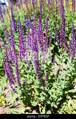 Blüte Salvia xsuperba Stockfoto