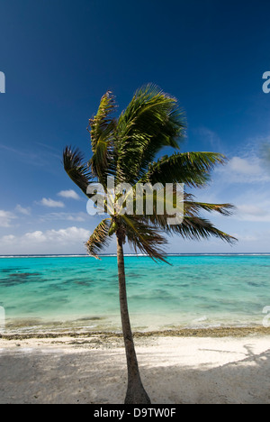 Palme im Wind wehen. Muri Lagoon, Rarotonga Stockfoto