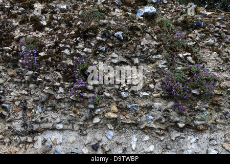 Nahaufnahme von Flint Konstruktionsdetails auf Bury St Edmunds Abbey, Abbey Gardens, Bury St Edmunds Stadt, Suffolk County, England Stockfoto