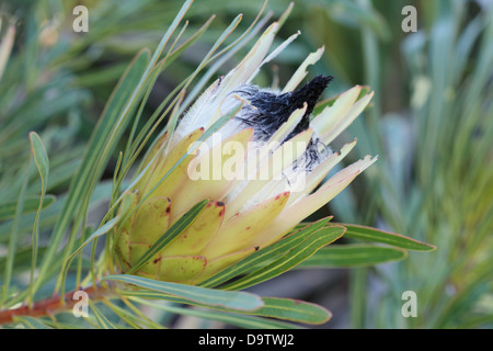 Lange-Knospe Sugarbush Protea longifolia Stockfoto