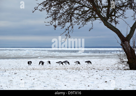 Grasende Gänse im Schnee Stockfoto