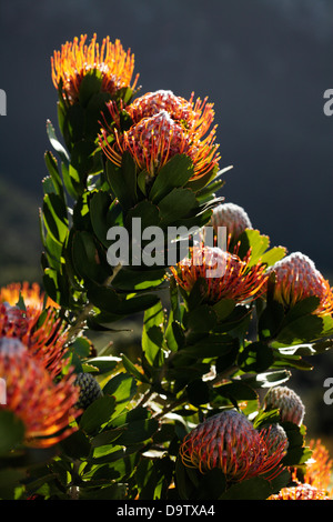 Mossel Bay Pincushion Protea (Leucospermum Praecox), Kapstadt, Südafrika Stockfoto