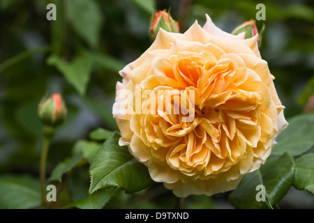 Rosa 'Crown Princess Margareta'. Kletterrose. Stockfoto