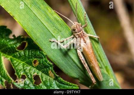 Porträt einer Heuschrecke Stockfoto