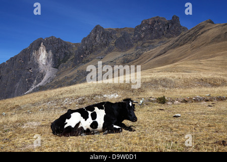 Friesische oder Holstein Kuh liegen am Hang in der Nähe von Ollantaytambo, Heiliges Tal, Peru Stockfoto