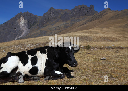 Friesische oder Holstein Kuh liegen am Hang in der Nähe von Ollantaytambo, Heiliges Tal, Peru Stockfoto