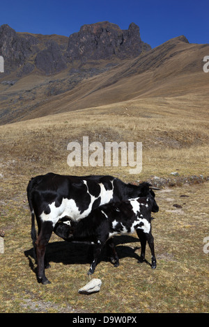 Friesische oder Holstein Kuh füttern Kalb auf Hügel in der Nähe von Ollantaytambo, Heiliges Tal, Peru Stockfoto