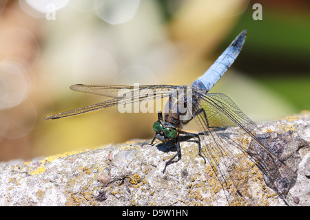 Dasher Libelle (Odonata, Moskito Hawk) auf einem Stein blau Stockfoto