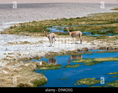 Vikunjas grasen in der Atacama, Chile Stockfoto