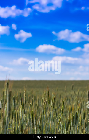 Weite Felder von gesunden grünen Weizen ernten Reifung unter großen blauen Sommerhimmel Stockfoto