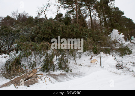 Pinien, über einen Feldweg nach einem schweren Wintersturm geblasen. Cumbria, UK Stockfoto