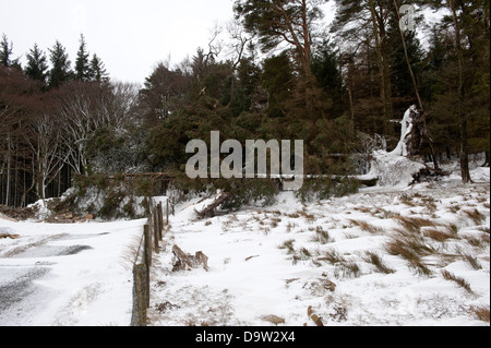 Pinien, über einen Feldweg nach einem schweren Wintersturm geblasen. Cumbria, UK Stockfoto