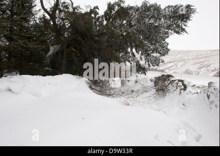 Pinien, über einen Feldweg nach einem schweren Wintersturm geblasen. Cumbria, UK Stockfoto