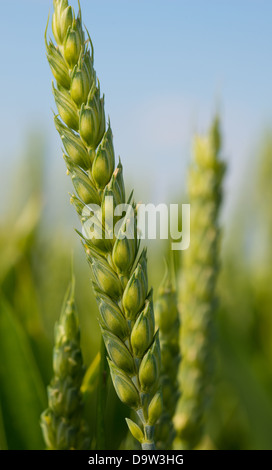 Weizen im Juni Stockfoto