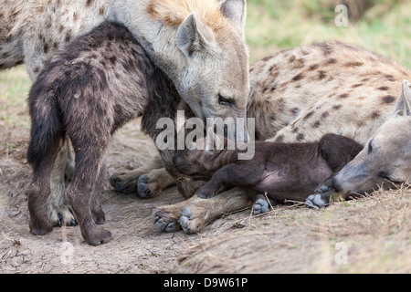 Afrika, Kenia, Masai Mara. (Lacht) Hyänen (Crocuta Crocuta) entdeckt. Familie mit mehreren jungen in der Nähe ihrer Höhle. Stockfoto