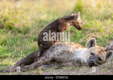 Afrika, Kenia, Masai Mara. (Lacht) Hyänen (Crocuta Crocuta) entdeckt. Familie mit mehreren jungen in der Nähe ihrer Höhle. Stockfoto
