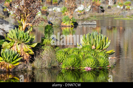Riese Lobelie (Lobelia Deckenii) mit riesigen Kreuzkraut spiegelt sich