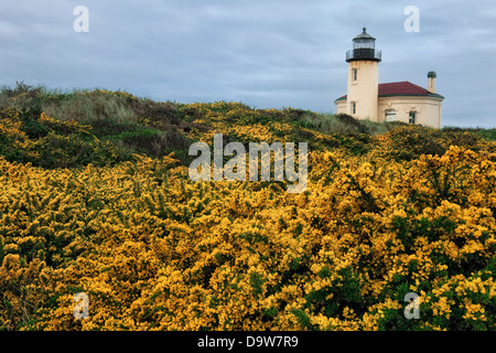 Oregons Bandon Leuchtturm mit Blick auf den Frühling Blüte der Ginster in Bullards Beach State Park. Stockfoto