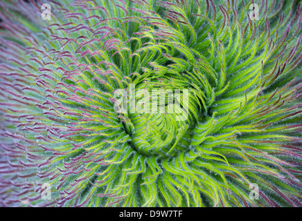 Riese Lobelie (Lobelia Telekii) Blütenstand wachsen aus der Rosette der Blätter. Mount Kenya National Park, Kenia, Afrika. Stockfoto