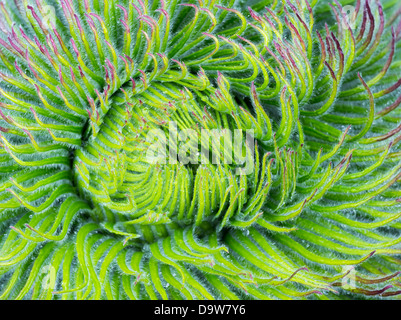 Riese Lobelie (Lobelia Telekii) Blütenstand wachsen aus der Rosette der Blätter. Mount Kenya National Park, Kenia, Afrika. Stockfoto