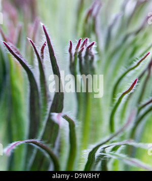 Riese Lobelie (Lobelia Telekii) Blütenstand wachsen aus der Rosette der Blätter. Mount Kenya National Park, Kenia, Afrika. Stockfoto