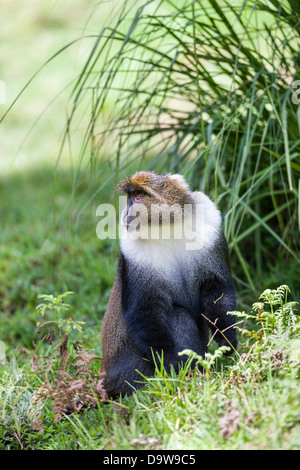 Sykes Affe (grüne Albogularis) auf Nahrungssuche in Aberdare Nationalpark, Kenia, Afrika. Stockfoto